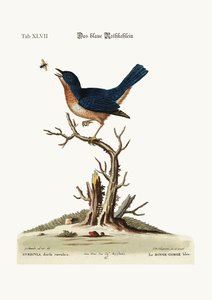 El petirrojo azul, 1749-73